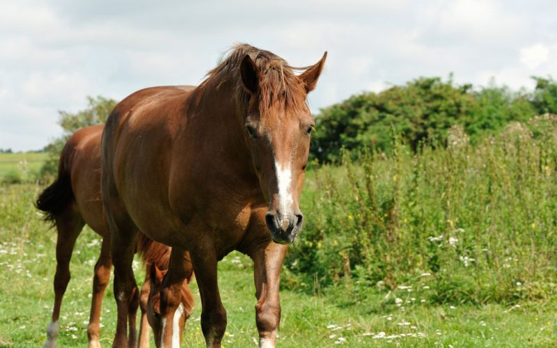 Horse Paddock Repair